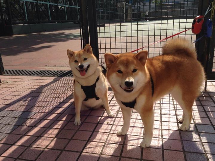 智利男篮在南美锦标赛中表现不俗,逐步走向国际舞台